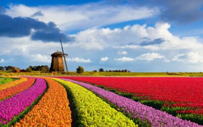 Holland makes a comeback and lifts almost all COVID-19 restrictions.